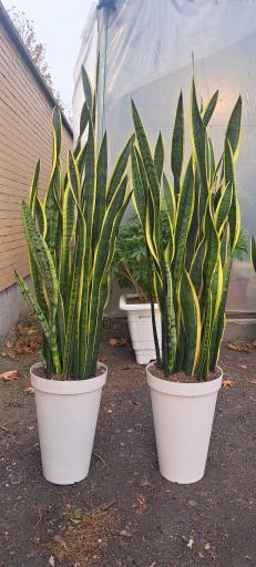 عکس گلخانه آقای گیاه