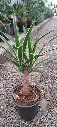 عکس گلخانه آقای گیاه