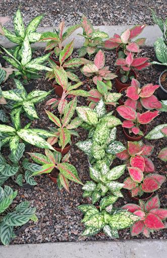 عکس گلخانه آقای گیاه