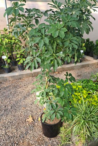 عکس گلخانه آقای گیاه