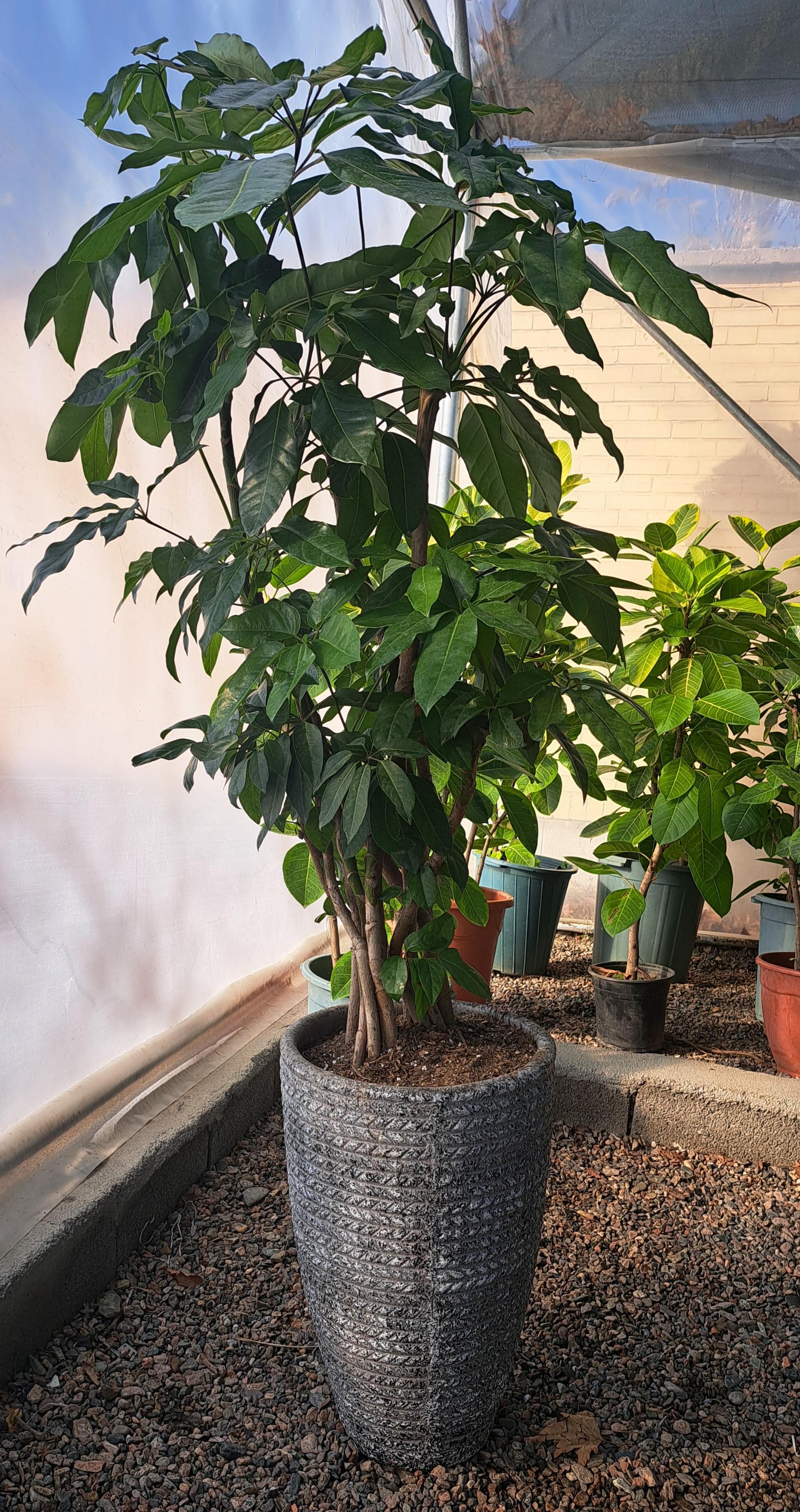 عکس گلخانه آقای گیاه