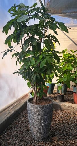 عکس گلخانه آقای گیاه