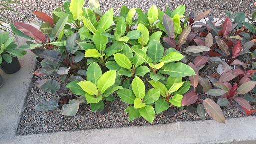 عکس گلخانه آقای گیاه