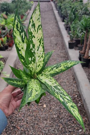 عکس گلخانه آقای گیاه