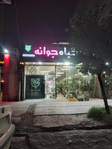 عکس گل و گیاه جوانه