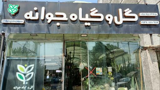 عکس گل و گیاه جوانه