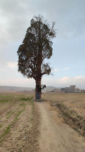 عکس سرو کهنسال آفین کهک