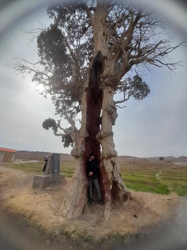 عکس سرو کهنسال آفین کهک