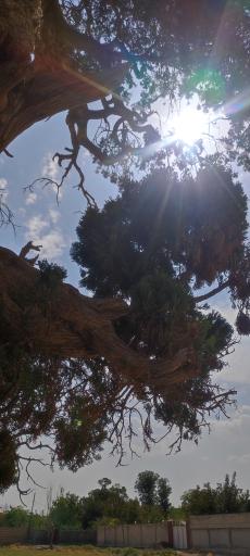 عکس سرو کهنسال آفین کهک