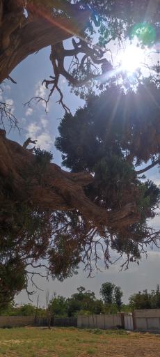 عکس سرو کهنسال آفین کهک