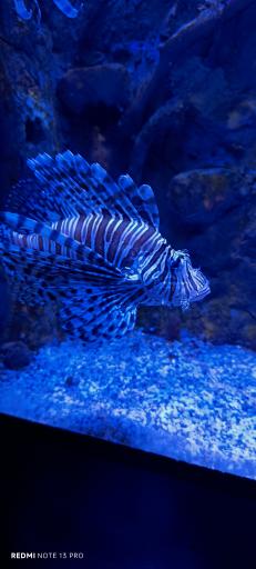 عکس استخر فرهنگیان