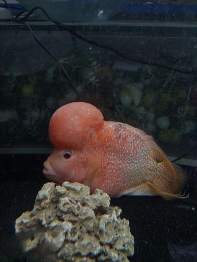 عکس آکواریوم پیکاسو