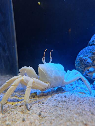 عکس آکواریوم پیکاسو