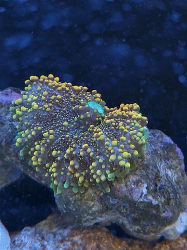 عکس آکواریوم پیکاسو