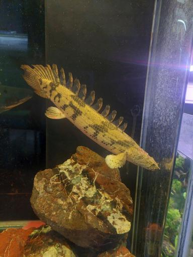 عکس آکواریوم پیکاسو