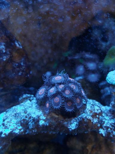 عکس آکواریوم پیکاسو