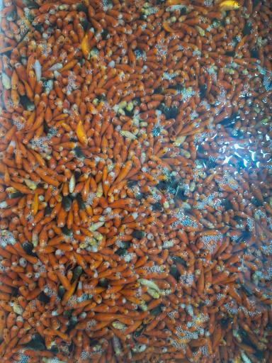 عکس آکواریوم پیکاسو