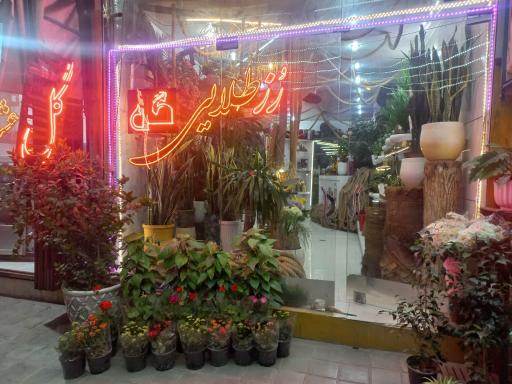 عکس گل فروشی رز طلایی