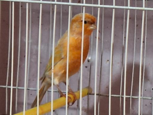 عکس قناری محسن