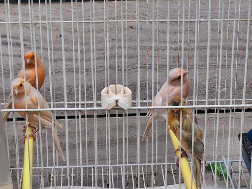 عکس قناری محسن