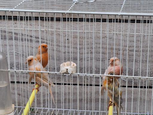 عکس قناری محسن