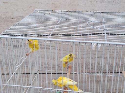 عکس قناری محسن