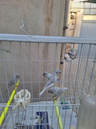 عکس قناری محسن