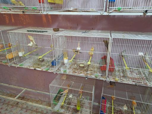 عکس قناری محسن