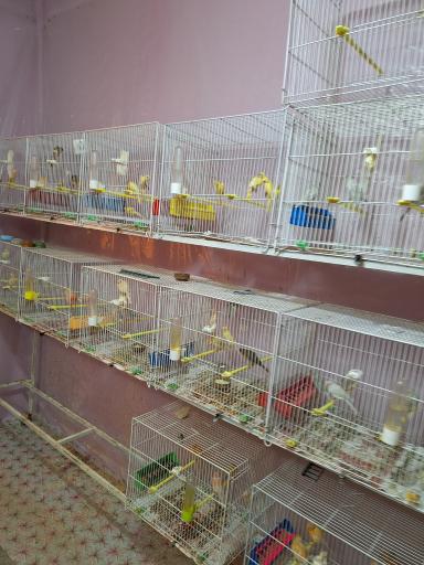 عکس قناری محسن