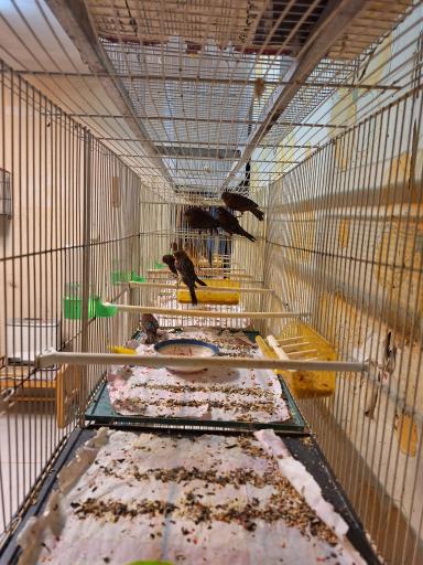 عکس قناری محسن