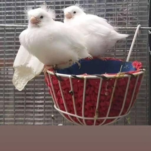 عکس قناری محسن