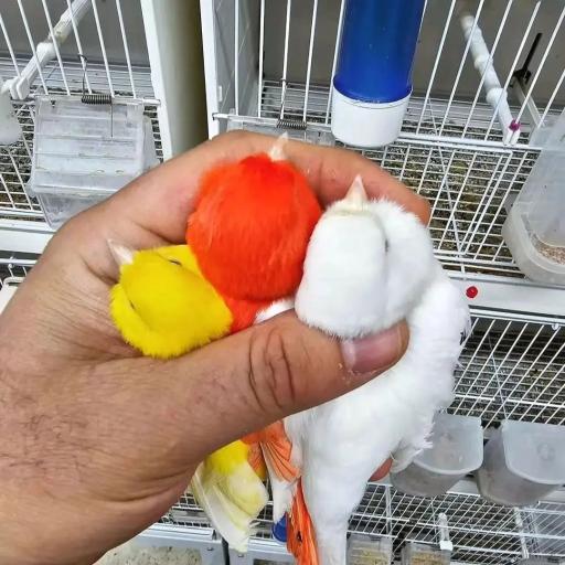 عکس قناری محسن