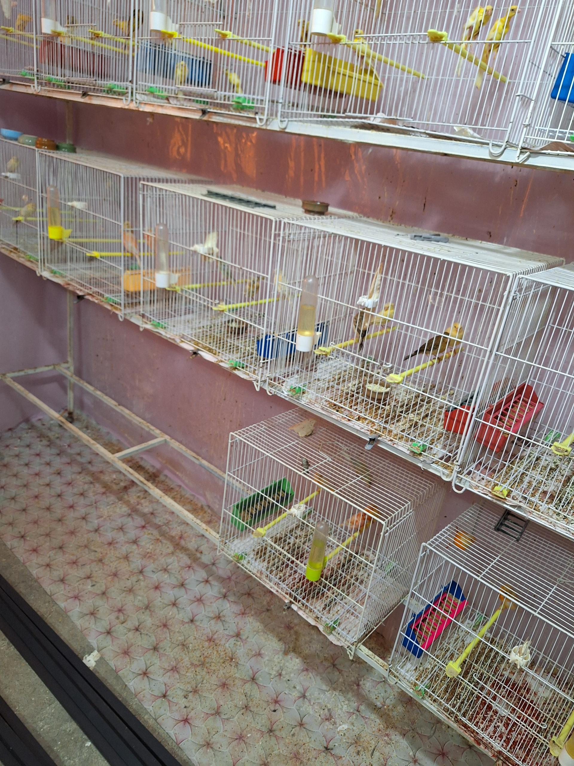 عکس قناری محسن