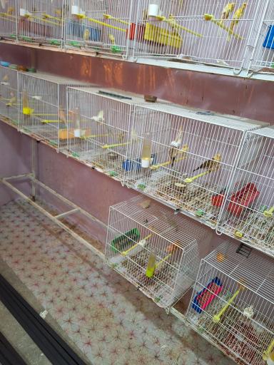 عکس قناری محسن