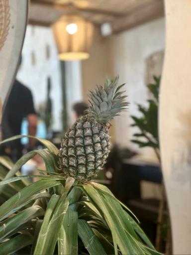 عکس کافه رستوران کاستا