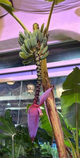 عکس کافه رستوران کاستا