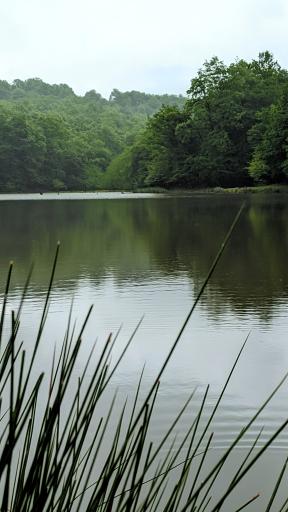 عکس پارک ساحلی و جنگلی آستانه اشرفیه