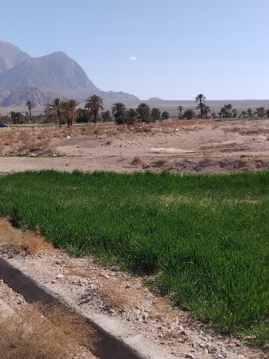 عکس شاهین تپه