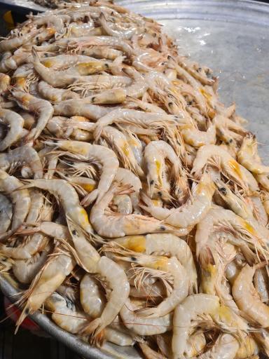 عکس بازار ماهی فروشان بوشهر