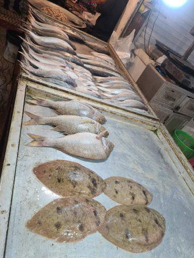 عکس بازار ماهی فروشان بوشهر