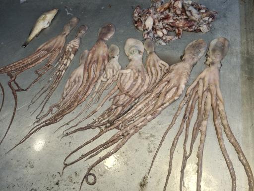 عکس بازار ماهی فروشان بوشهر