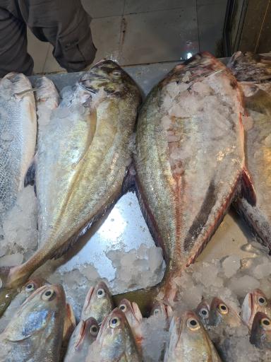عکس بازار ماهی فروشان بوشهر