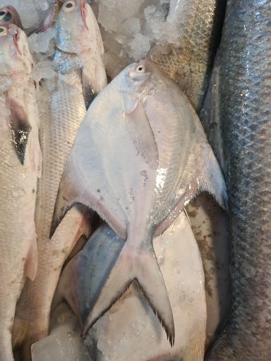 عکس بازار ماهی فروشان بوشهر
