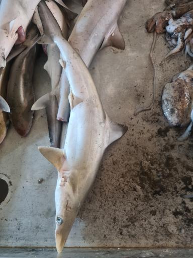 عکس بازار ماهی فروشان بوشهر