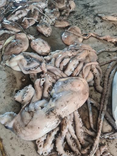 عکس بازار ماهی فروشان بوشهر