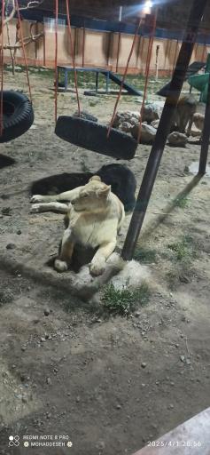 عکس باغ وحش و مزرعه حیوانات