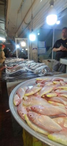 بازار ماهی فروشان بوشهر