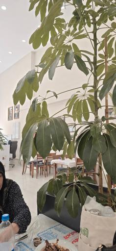 عکس اکبر جوجه برادران کلبادی (تاچارا)