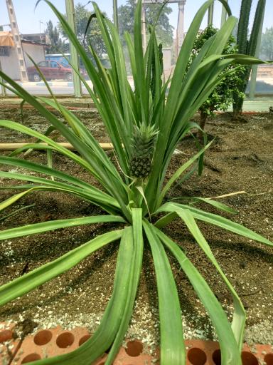 عکس گلخانه سانا گل