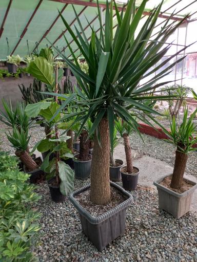 عکس گلخانه سانا گل